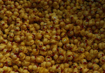 Duckling orgy.
