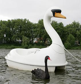 Swan unrequited love.