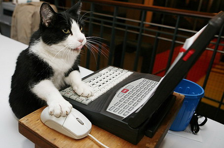 Cat working on laptop