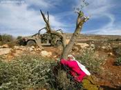 Palestinian woman defending olive tree