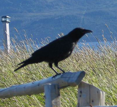 Raven on a log