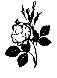 sketch of a rose