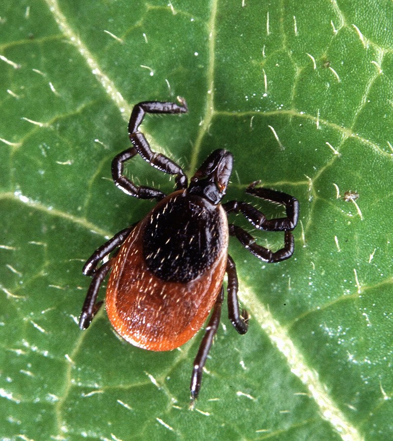 Black-legged (deer) tick