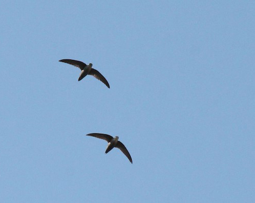 Swifts