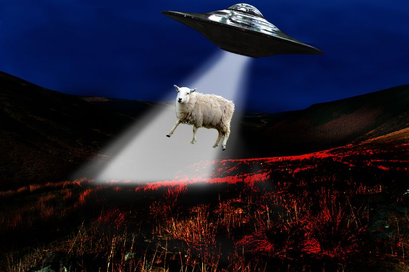 Sheep abducted by UFO